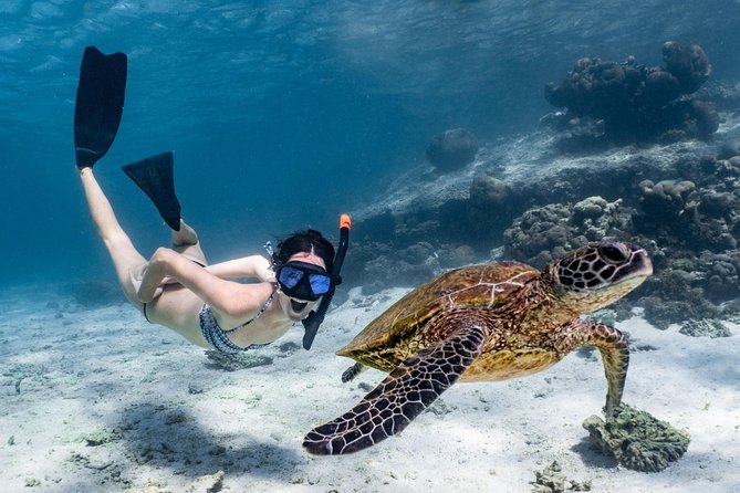 Coral Bay 3-Hour Turtle Ecotour - Key points at a glance