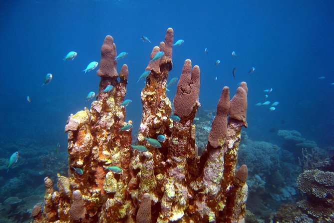 Coral Bay 3-Hour Turtle Ecotour - Why the glass-bottom boat matters at Coral Bay