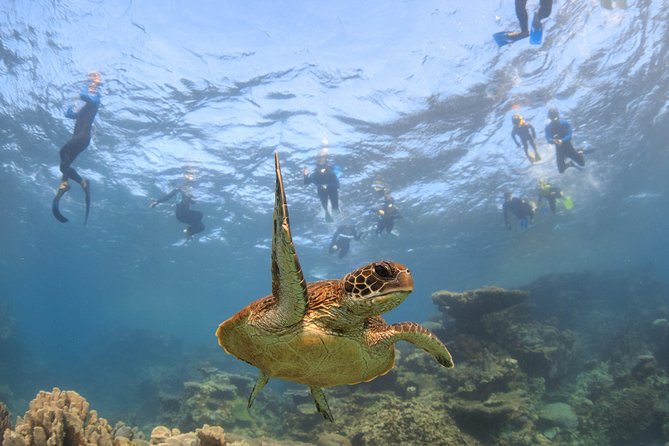 Coral Bay 3-Hour Turtle Ecotour - What happens during the three hours