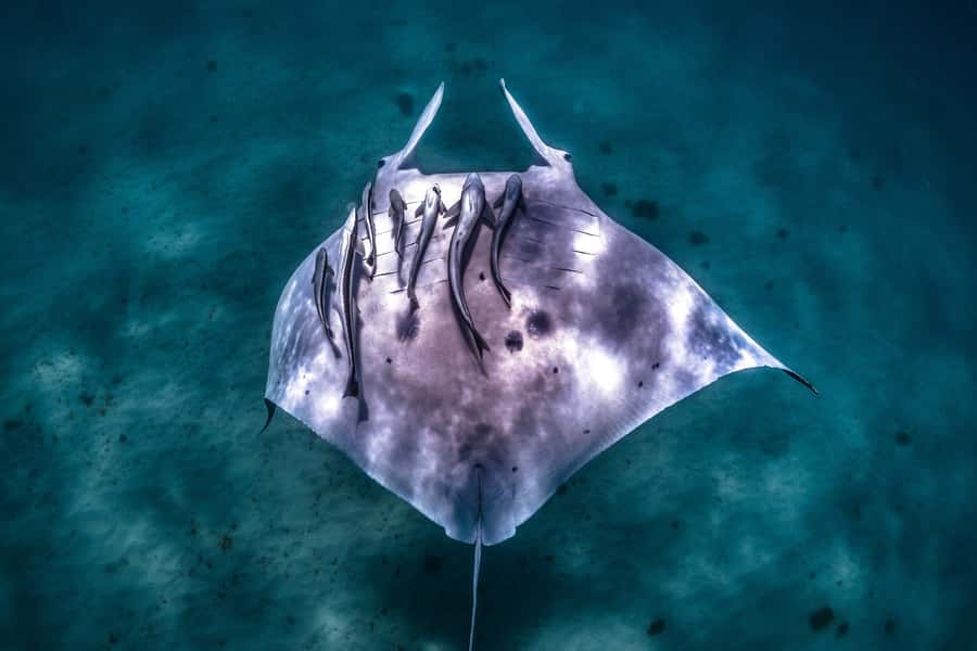 Coral Bay: Marine Eco Safari - Swim With Manta Rays - Key points at a glance