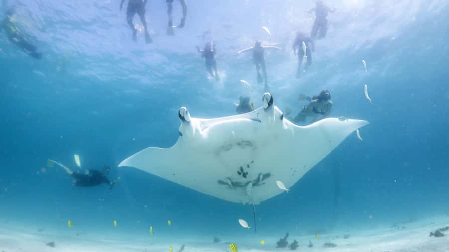 Coral Bay: Marine Eco Safari - Swim With Manta Rays - Starting at Coral Bay’s Robinson Street office