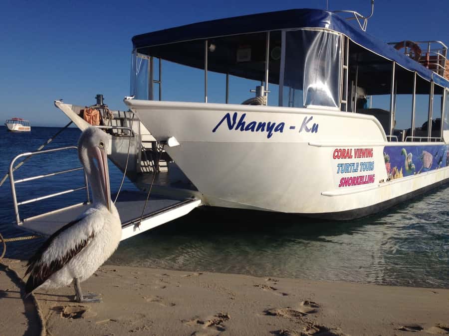 Coral Bay: Ningaloo Reef 3-Hour Turtle Ecotour - Key points to know before you book