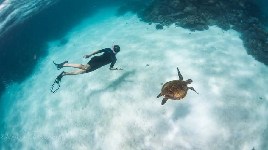 Coral Bay: Ningaloo Reef 3-Hour Turtle Ecotour - Watching turtles at the feeding sanctuary