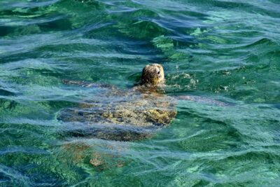 Coral Bay: Ningaloo Reef 3-Hour Turtle Ecotour