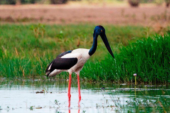 Corroboree Billabong Wetland Cruises - 2 hour Sunset Cruise - The 4:30 pm Start Sets Up the Evening