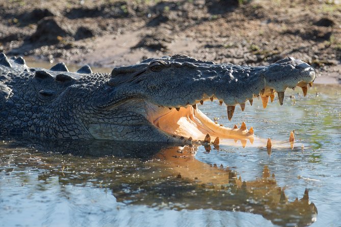 Corroboree Billabong Wetland Cruises - 2 hour Sunset Cruise - Guides Make the Two Hours Work