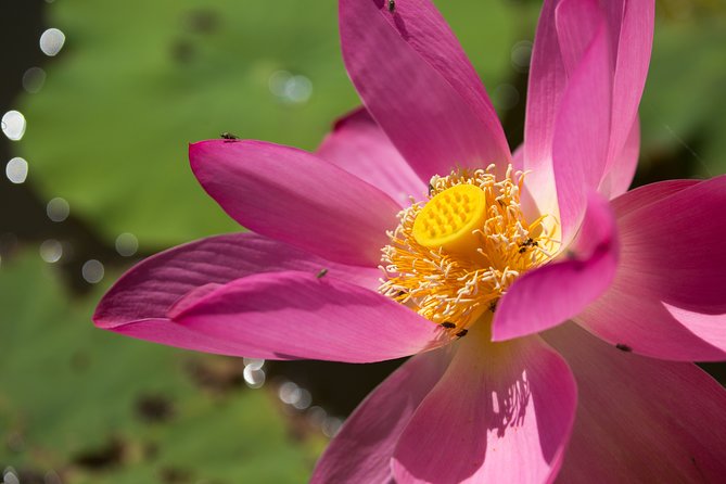 Corroboree Billabong Wetland Cruises - 2 hour Sunset Cruise - Is the $71.01 Price Good Value?