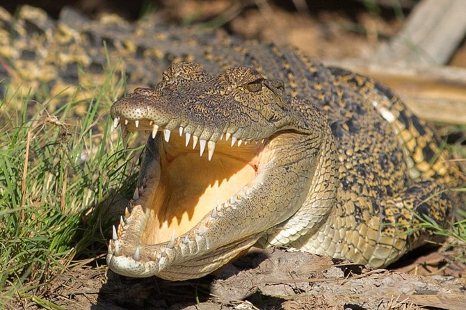 Corroboree Billabong Wetland Cruises - 2 hour Sunset Cruise - Wet Season and Dry Season Considerations