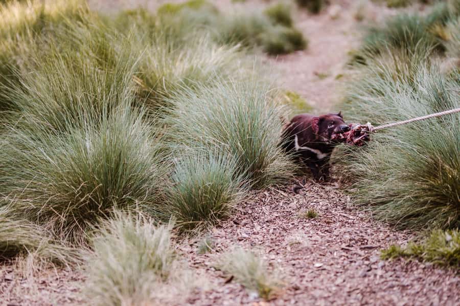 Cradle Mountain: After Dark Tasmanian Devil Feeding Tour - Key things to know before you go