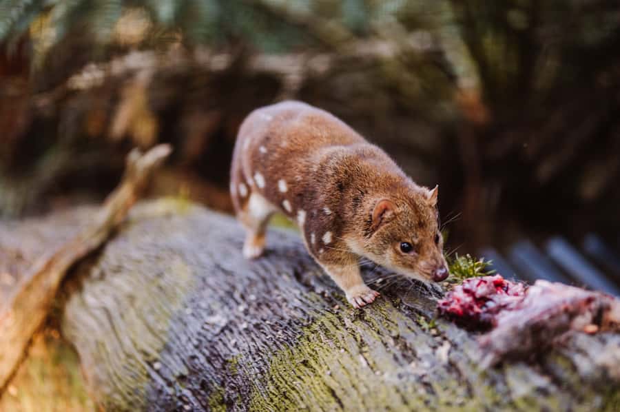 Cradle Mountain: After Dark Tasmanian Devil Feeding Tour - Why an evening at Devils@Cradle feels different