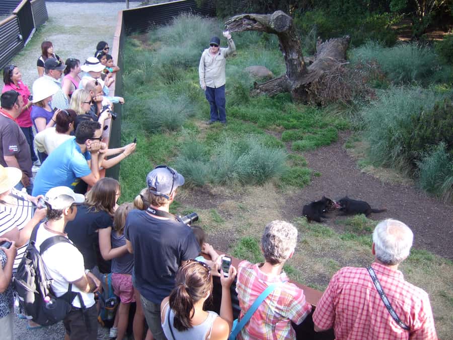 Cradle Mountain: After Dark Tasmanian Devil Feeding Tour - The self-guided visit before feeding time