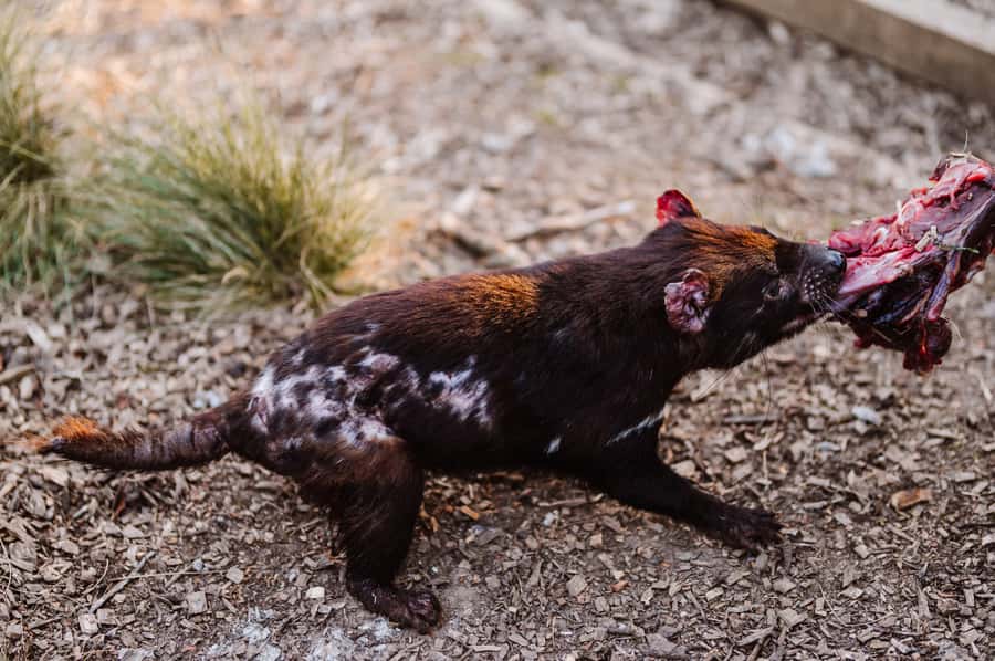 Cradle Mountain: After Dark Tasmanian Devil Feeding Tour - Walking through the enclosures after dark
