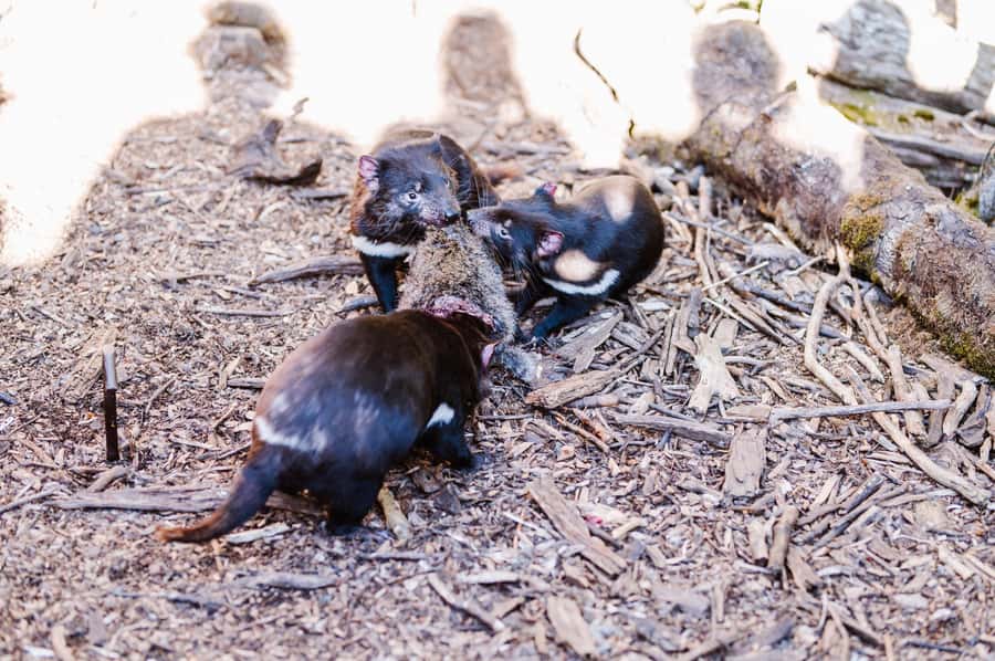 Cradle Mountain: After Dark Tasmanian Devil Feeding Tour - What you learn about conservation