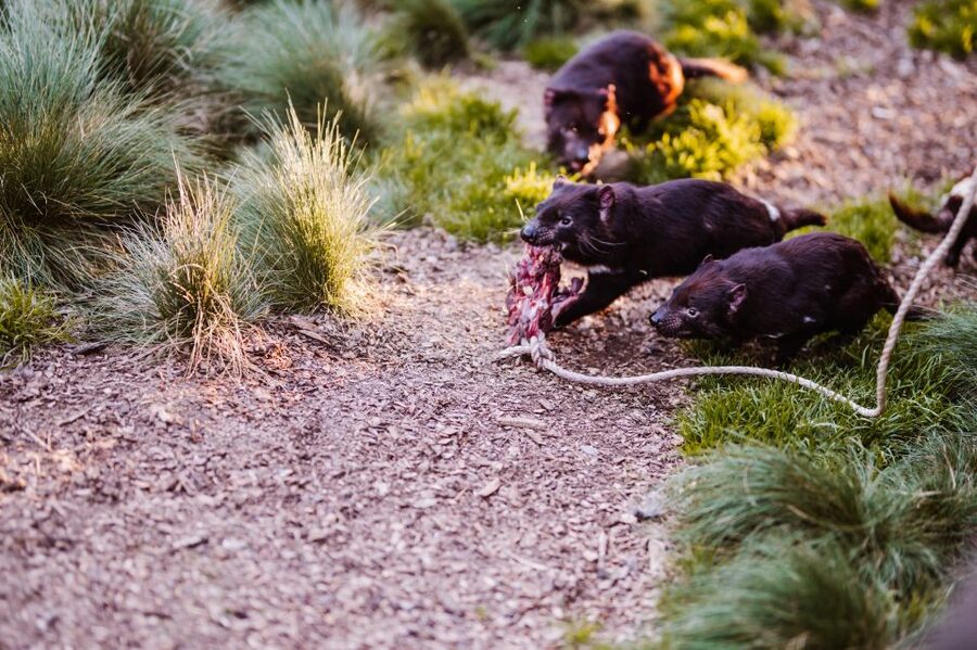 Cradle Mountain: After Dark Tasmanian Devil Feeding Tour - Cold, rain, and the practical comfort issue