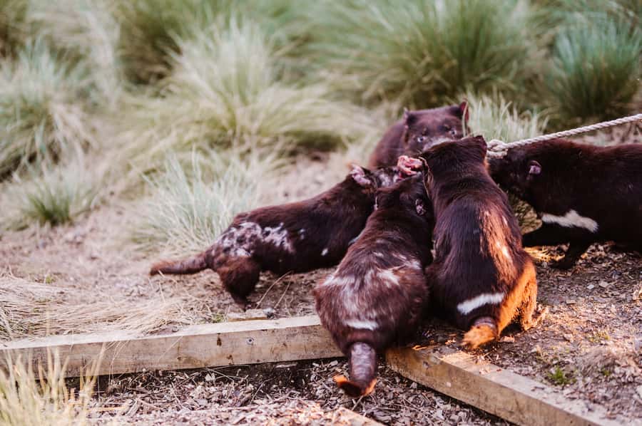 Cradle Mountain: After Dark Tasmanian Devil Feeding Tour - Who will enjoy this tour most?
