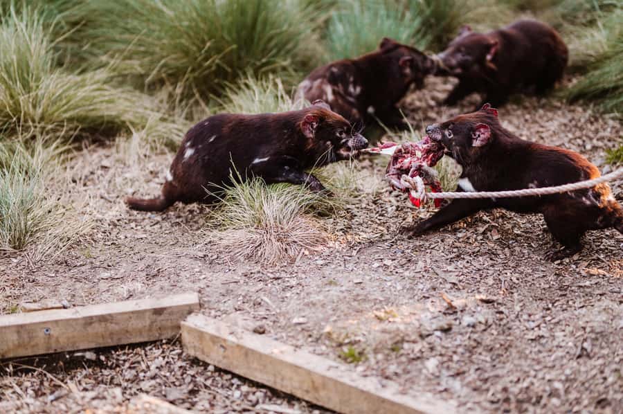 Cradle Mountain: After Dark Tasmanian Devil Feeding Tour - Arriving at Cradle Mountain’s wildlife sanctuary
