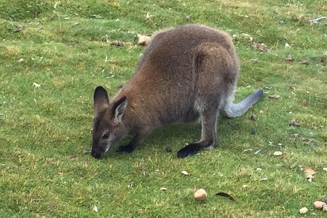 Cradle Mountain Day Tour from Launceston Including Lunch - Five things to know before you go