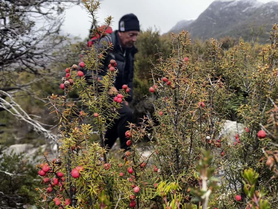 Cradle Mountain: Day Trip from Launceston with Lunch - Transport, timing, and the cost of $138