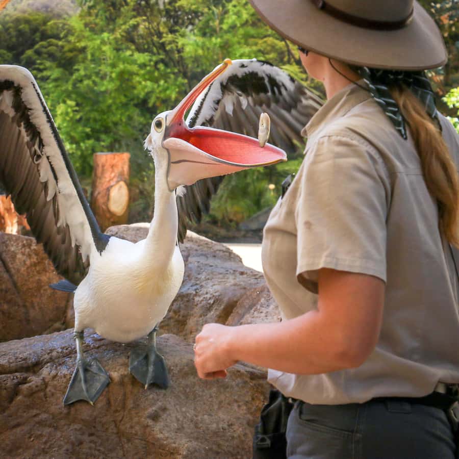 Currumbin Wildlife Sanctuary Entry Ticket - What your $49 ticket gives you