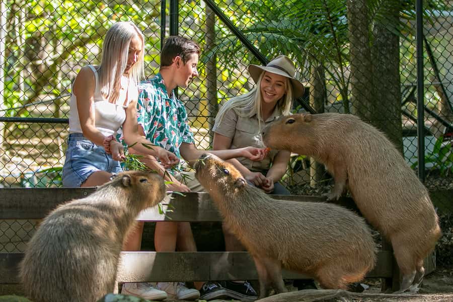 Currumbin Wildlife Sanctuary Entry Ticket - Wildlife Hospital and conservation work