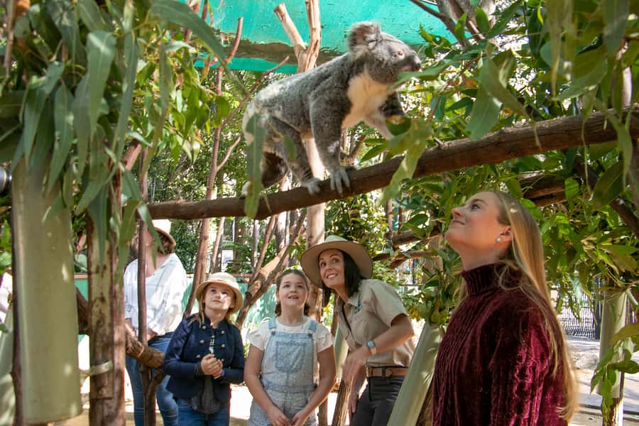 Currumbin Wildlife Sanctuary Entry Ticket - Lost Valley, Extinction Trail, and Outback Springs