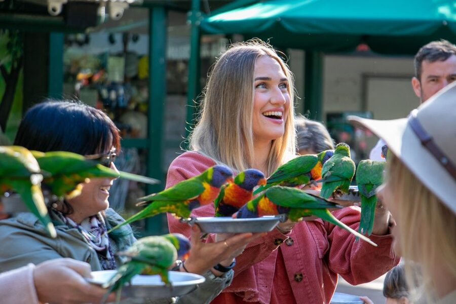 Currumbin Wildlife Sanctuary Entry Ticket - The miniature train, picnic grounds, and family breaks