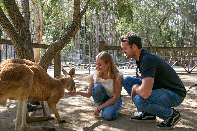 Currumbin Wildlife Sanctuary General Entry Ticket - Build your day around the bird shows and keeper talks