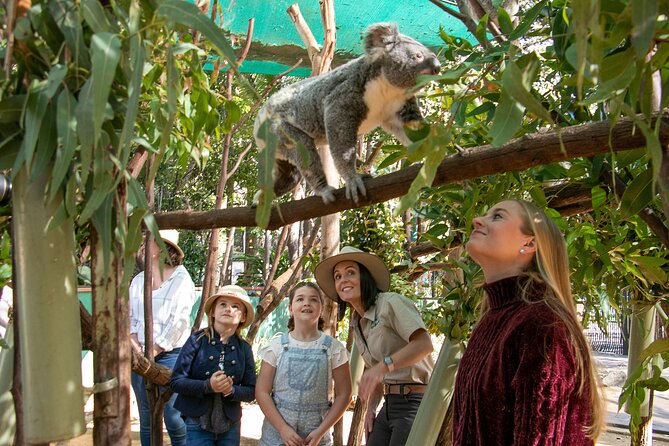 Currumbin Wildlife Sanctuary General Entry Ticket - Start with Australian animals in natural-style settings