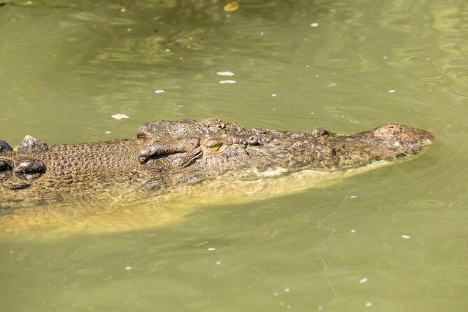Daintree Rainforest and Cape Tribulation Full Day Tour - A freshwater swim in the rainforest