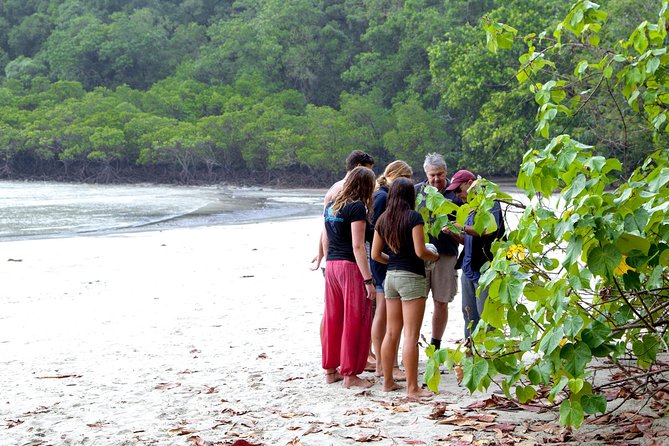 Daintree Rainforest and Mossman Gorge: Full Day Tour - Beach, Reef, and Rainforest Connections
