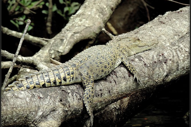 Daintree Rainforest, Mossman Gorge Small-Group from Port Douglas - Lunch, tropical fruit, and a clear swimming hole