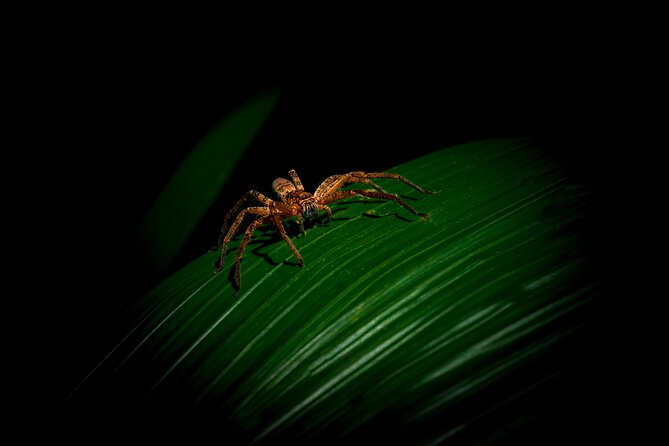 Daintree Rainforest Night Walk in Cape Tribulation - Key things to know before you go