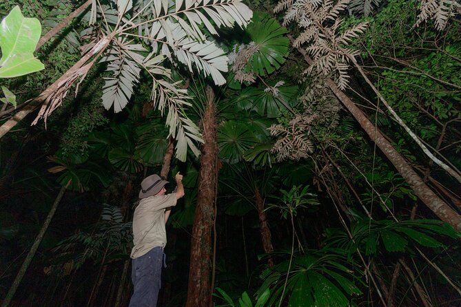Daintree Rainforest Night Walk in Cape Tribulation - Following the trail beneath the canopy