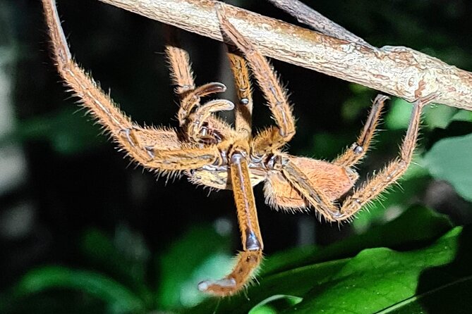 Daintree Rainforest Night Walk in Cape Tribulation - The guides are the heart of the experience