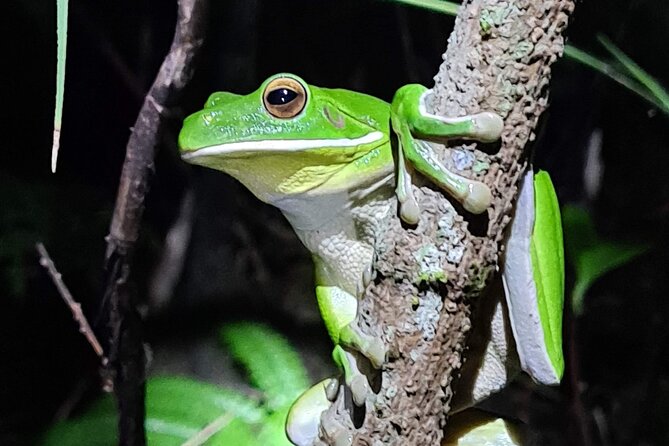 Daintree Rainforest Night Walk in Cape Tribulation - Is $39.45 good value?
