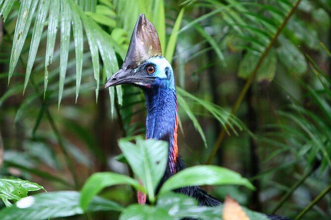 Daintree Rainforest Night Walk in Cape Tribulation - Weather, comfort, and practical planning