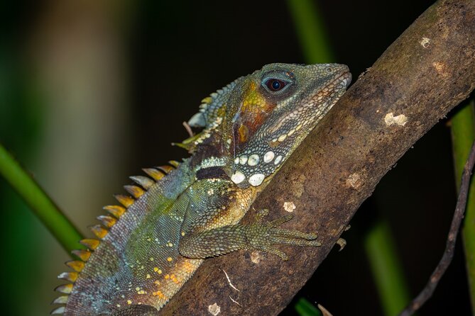 Daintree Rainforest Night Walk in Cape Tribulation - Who will enjoy this Cape Tribulation walk?