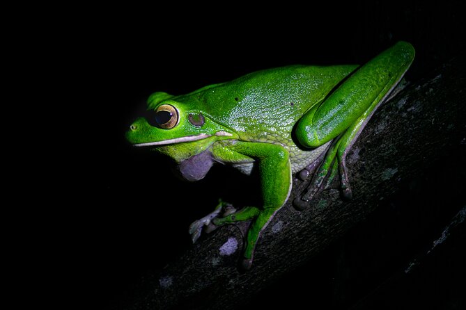 Daintree Rainforest Night Walk in Cape Tribulation - What you might see in the nighttime forest