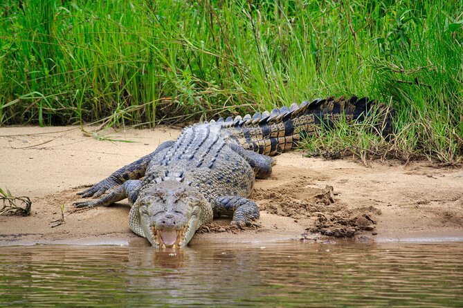 Daintree River Cruise - The guides make the one hour count