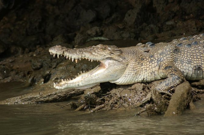 Daintree River Cruise - Comfort, group size, and the feel of the boat