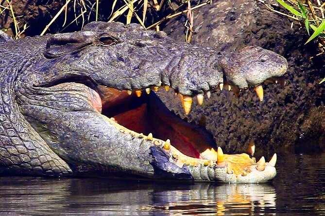 Daintree River Cruise - Is $25 good value?