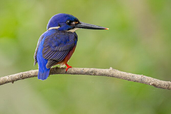Daintree River 'Dawn' Cruise with the Daintree Boatman - Key points to know before booking