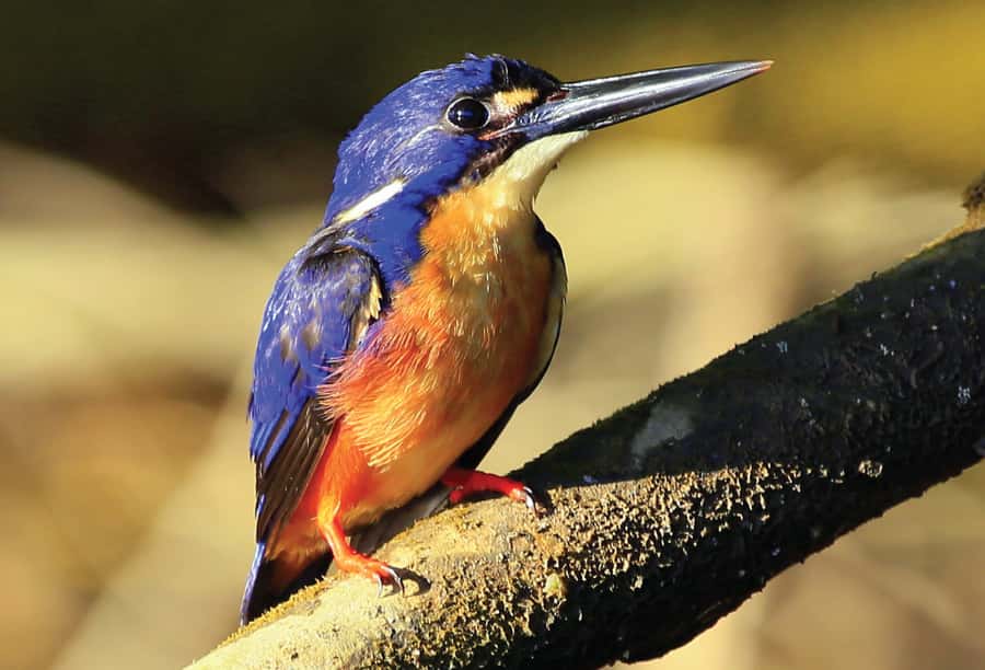 Daintree: River Rainforest Crocodile & Wildlife Cruise (DV) - Key points to know before you go