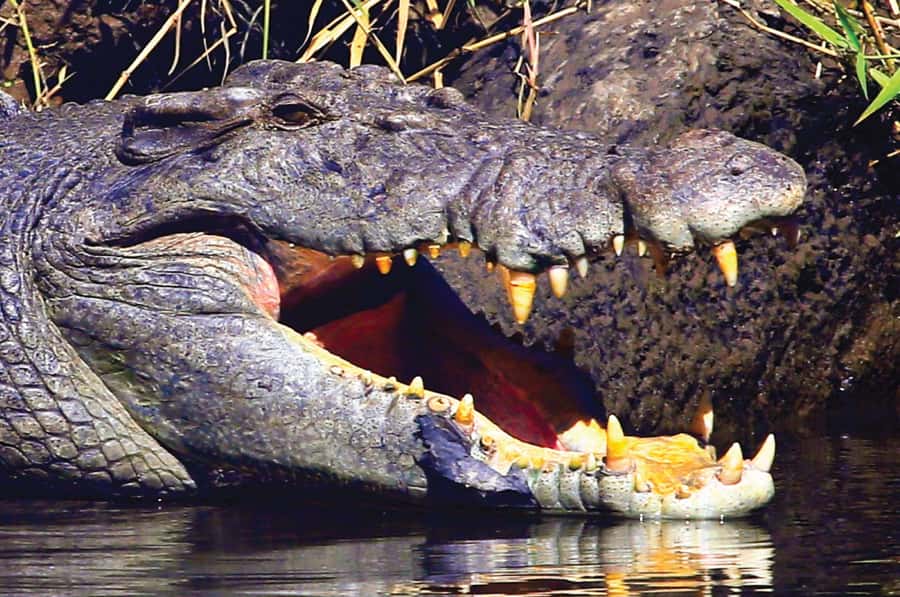 Daintree: River Rainforest Crocodile & Wildlife Cruise (DV) - Should you book the Crocodile Express cruise?