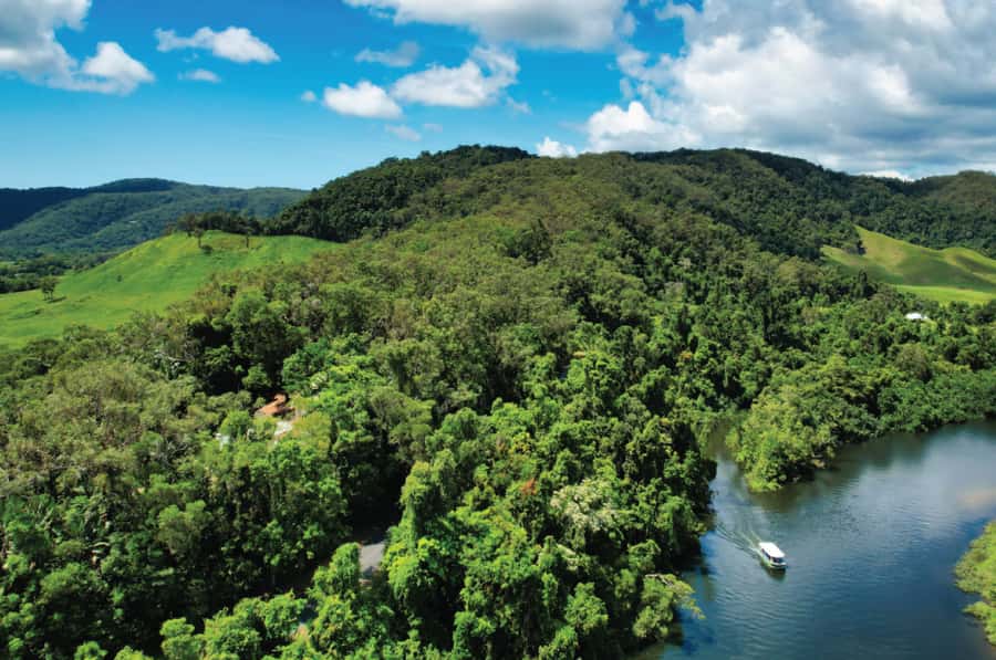 Daintree: River Rainforest Crocodile & Wildlife Cruise (DV) - Cruising beneath the Daintree rainforest