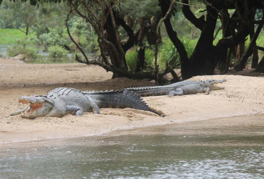 Daintree: River Rainforest Crocodile & Wildlife Cruise (DV) - Why the guide can make or break the hour