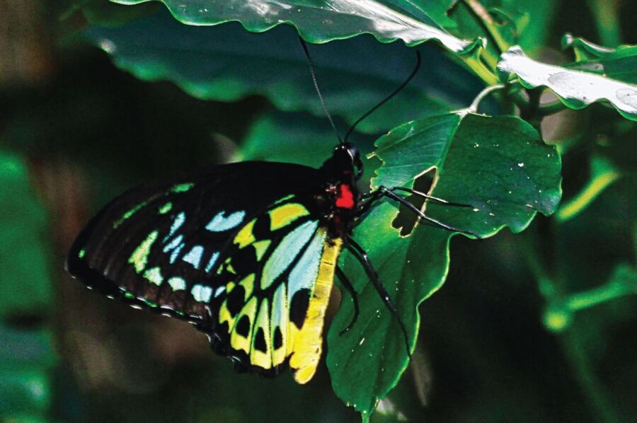 Daintree: River Rainforest Crocodile & Wildlife Cruise (DV) - Is two cruises for one fare good value?