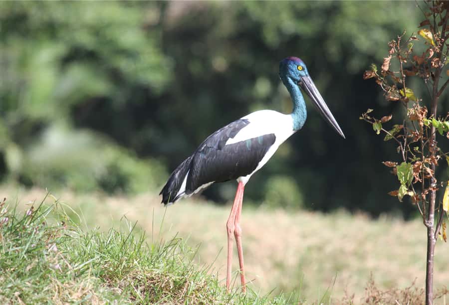 Daintree: River Rainforest Crocodile & Wildlife Cruise (DV) - Who should take this Daintree cruise?