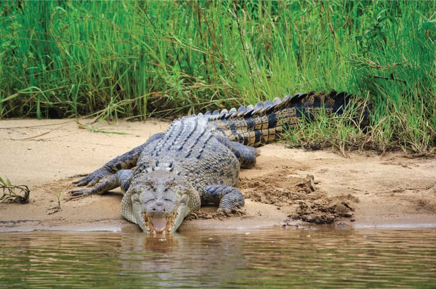 Daintree: River Rainforest Crocodile & Wildlife Cruise (DV) - The Upper Daintree route from Daintree Jetty