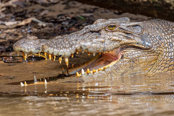 Daintree River 'Sunset' Cruise with the Daintree Boatman - Why this Daintree River cruise feels different